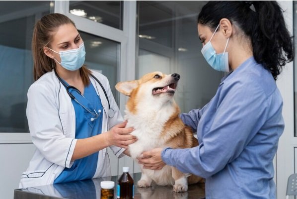The Noteworthiness and Handle of Puppy Immunization in Singapore