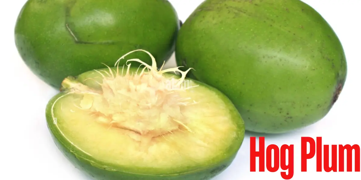 Hog Plum: Benefits, Uses, and Cultivation
