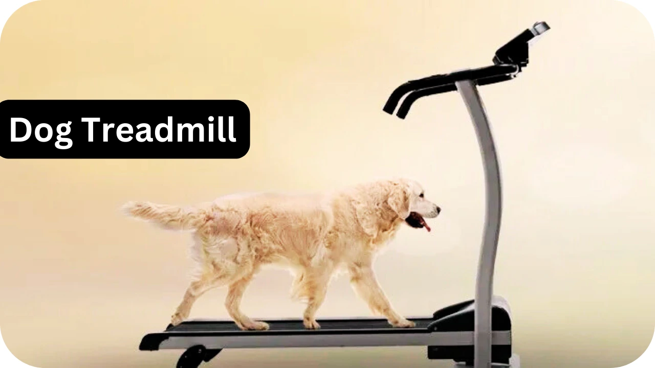 Dog Treadmill :Full Guide to Features, Benefits, and Price Listings